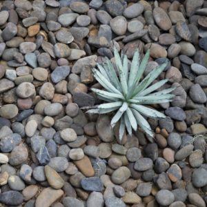 holladay-utah-landscape-xeriscaping